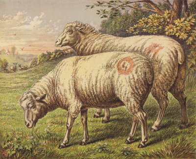 Moutons - English School